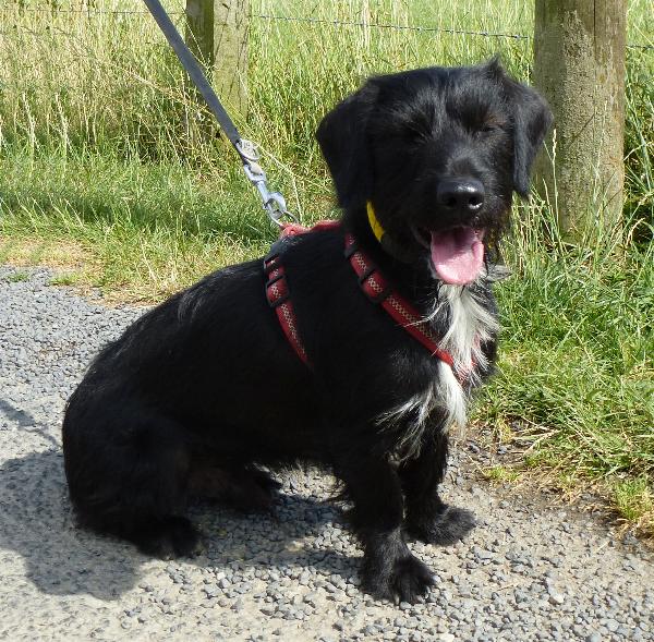 Support our Business! Save a Dog